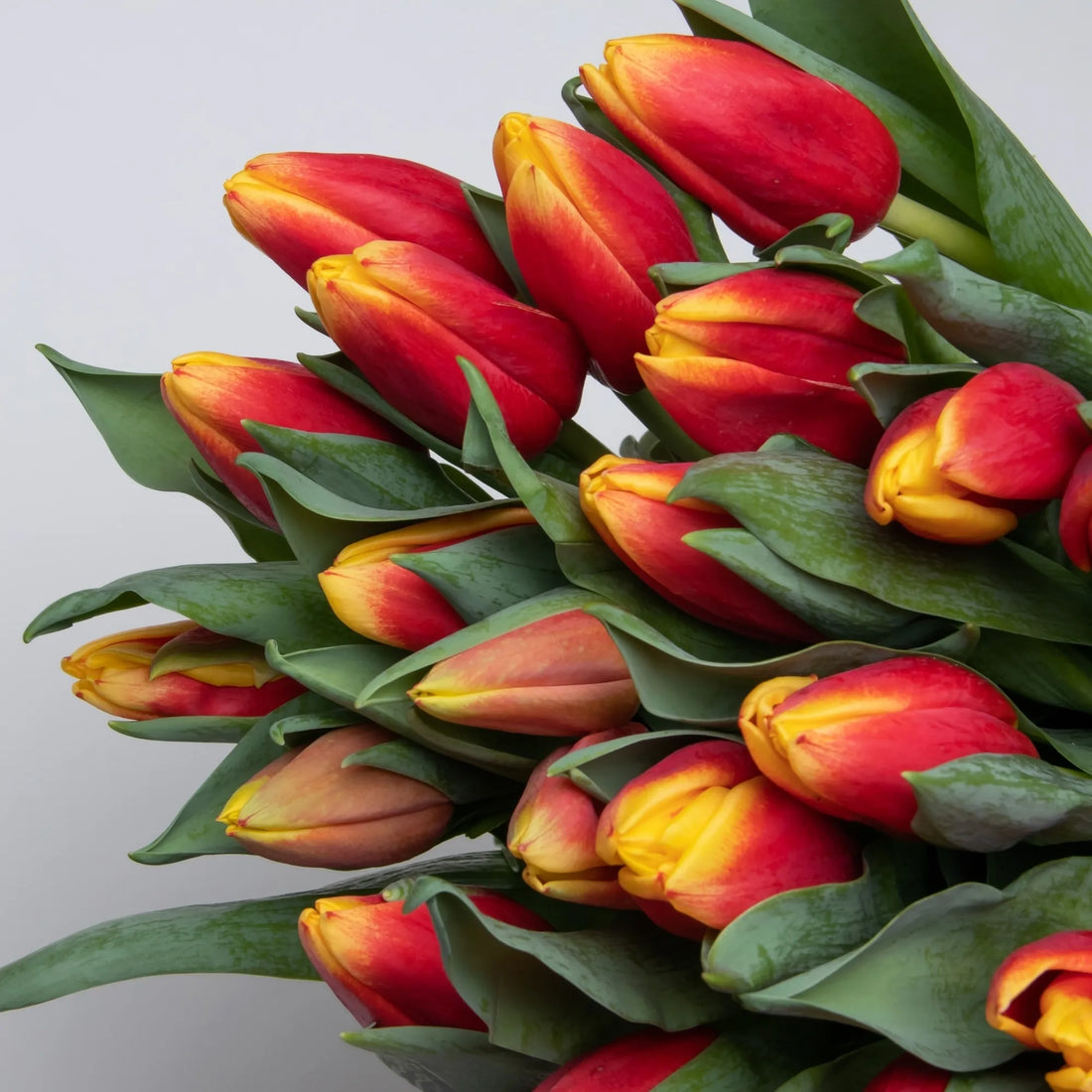 🌷 Sunset Glow: Radiant Red and Yellow Tulip Bouquet